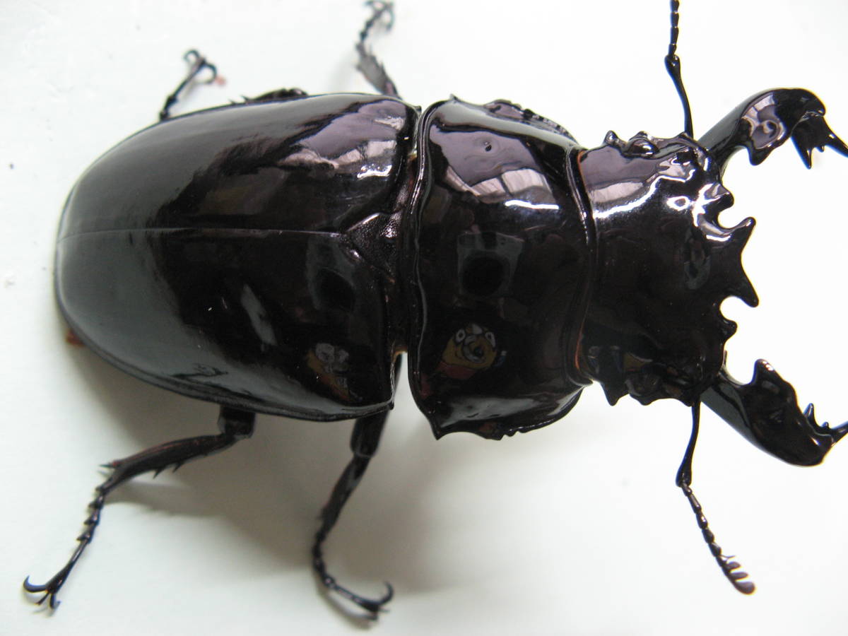 タランドゥスオオツヤクワガタ♂70㎜ ♀50㎜ 新成虫ペア