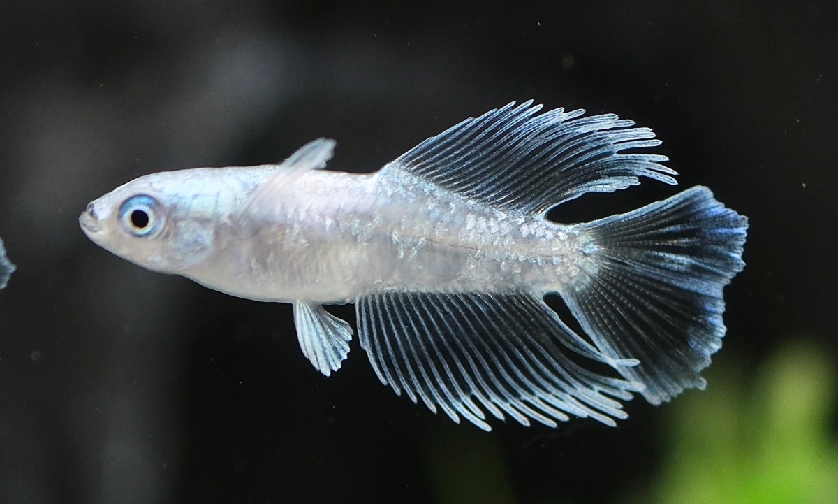 【めだか艶娘】Ｔ３　Azumaめだか様直系　極上『グランブルーキッシング　光体型　』２ペア　産卵サイズ　現物出品　徳島発送