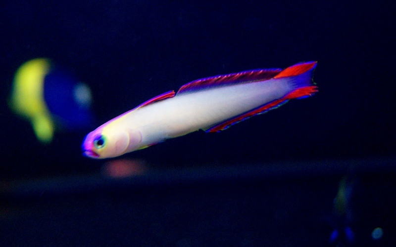 【海水魚・ハゼ】アケボノハゼ（3匹）(サンプル画像）（生体） アケボノハゼ 海水魚 海水魚・ハゼアケボノハゼ（3匹）(サンプル画像）（生体 海水魚・珊瑚通販 - 海水魚・ハゼアケボノハゼ（3匹）(サンプル