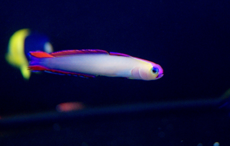 【海水魚・ハゼ】アケボノハゼ（3匹）(サンプル画像）（生体） アケボノハゼ 海水魚 海水魚・ハゼアケボノハゼ（3匹）(サンプル画像）（生体 海水魚・珊瑚通販 - 海水魚・ハゼアケボノハゼ（3匹）(サンプル
