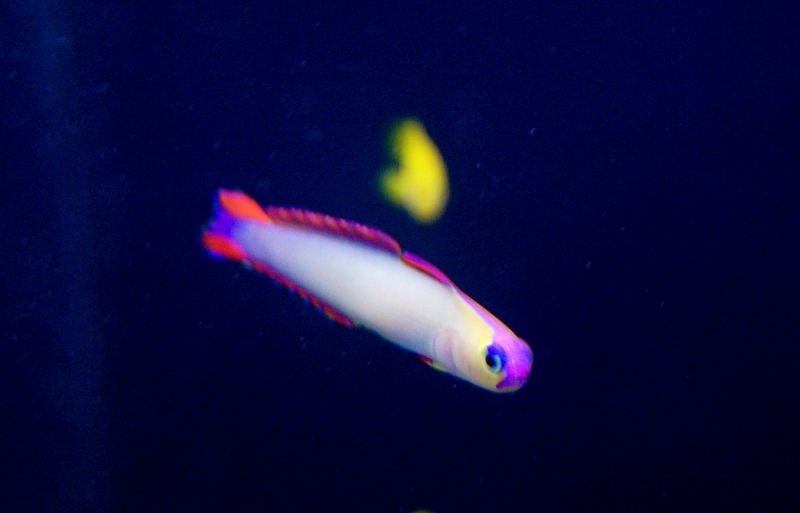 【海水魚・ハゼ】アケボノハゼ（3匹）(サンプル画像）（生体） アケボノハゼ 海水魚 海水魚・ハゼアケボノハゼ（3匹）(サンプル画像）（生体 海水魚・珊瑚通販 - 海水魚・ハゼアケボノハゼ（3匹）(サンプル
