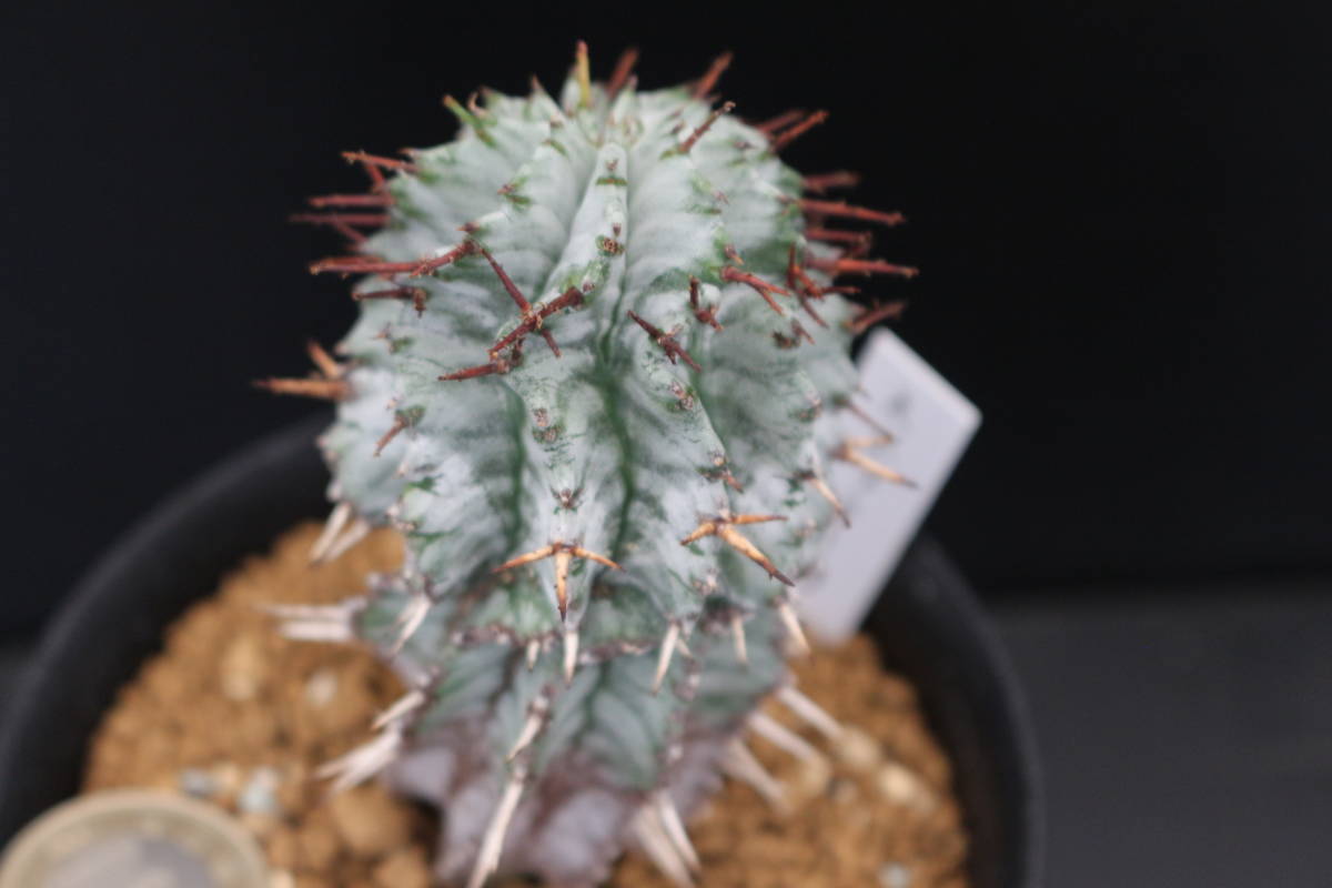 ホリダ ストリアータ ＊サボテン 多肉植物 ユーフォルビア(サボテン