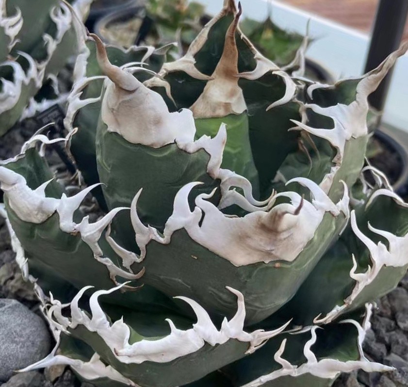 多肉植物 H115アガベチタノタ悪魔くんBAKEMONO/検緑犀牛清櫻
