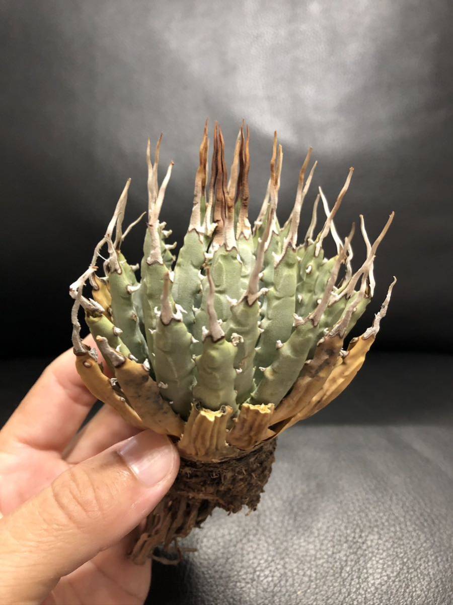 6 アガベ　ユタエンシス　エボリスピナ　陽炎　美株