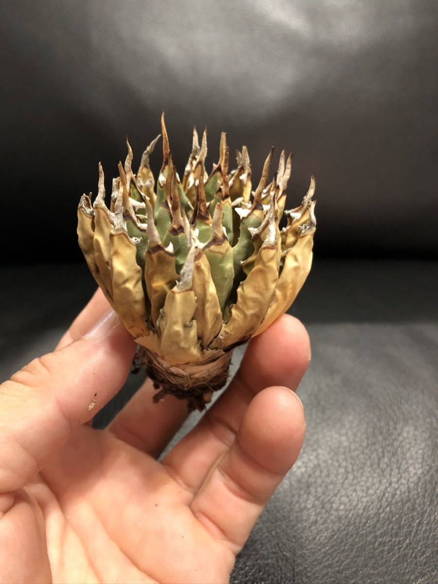 アガベ 白毫刺 子株① 龍球荟 白毫刺 子株OC (発根済) 龍