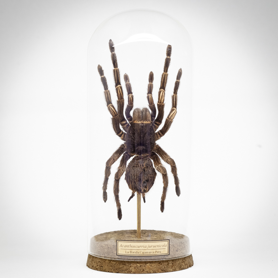 ガラスドーム標本】No.02 タランチュラAcanthoscurria juruenicola