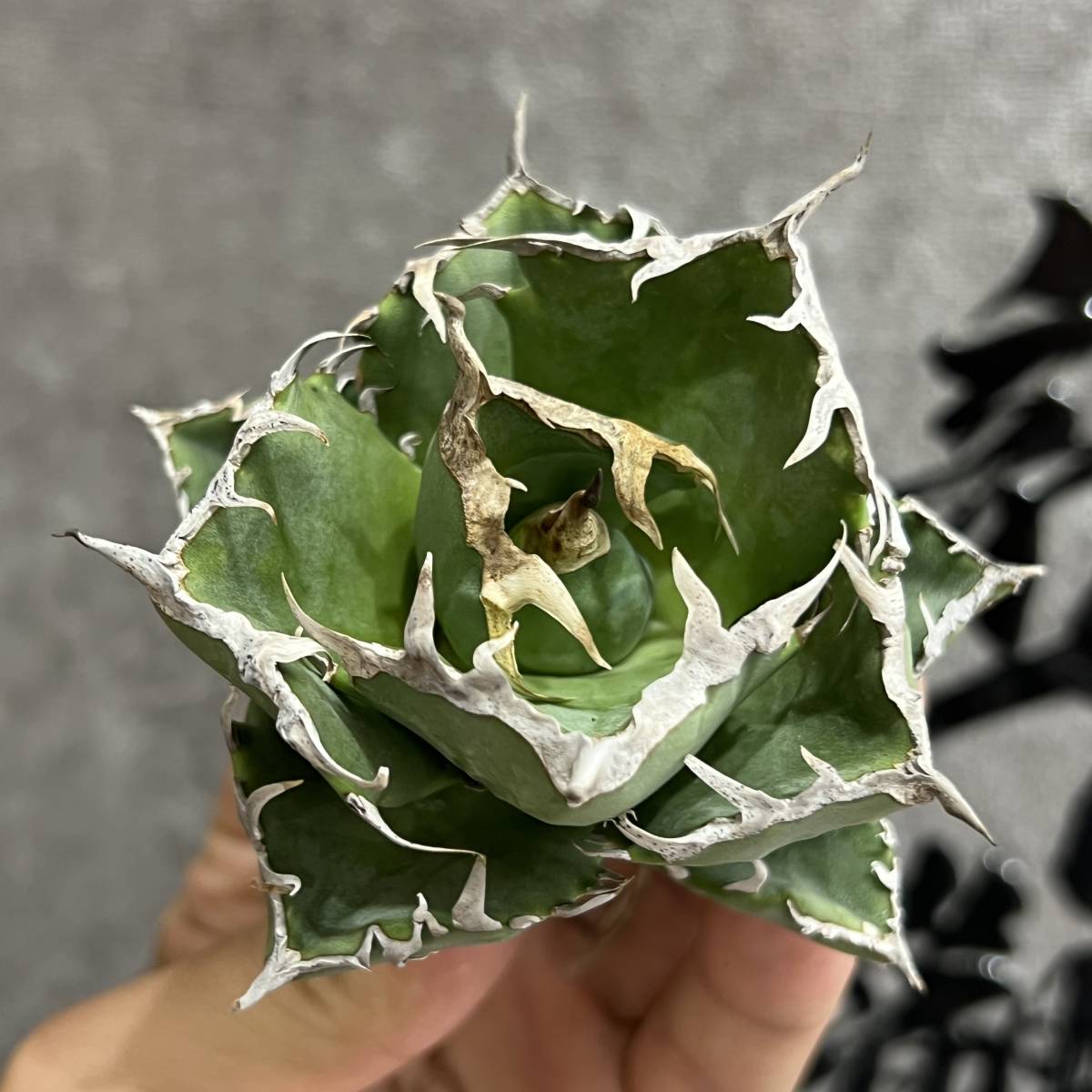 【龍園觀】①No.446 特選 アガベ 多肉植物 蟹 カニ 強棘 極上株