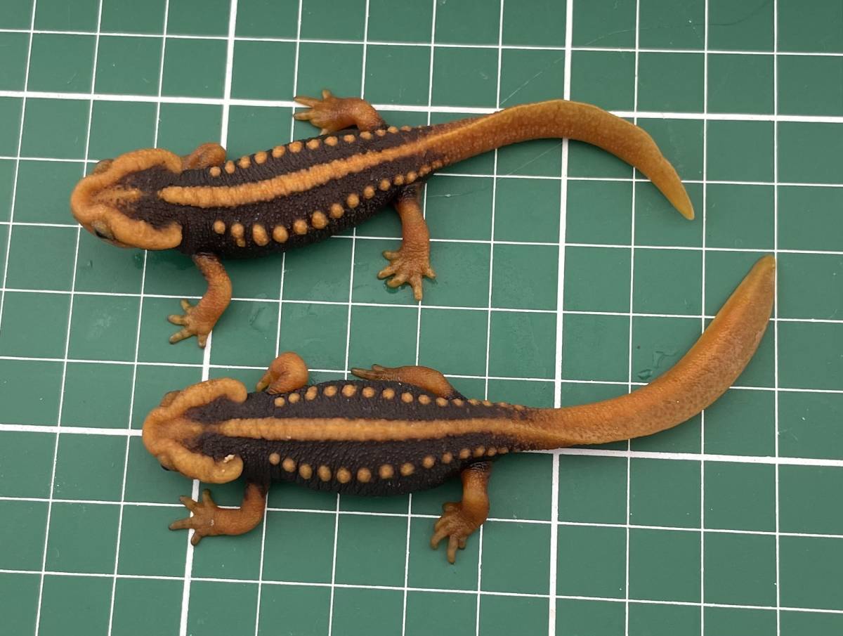 ミナミイボイモリ 2023CB 2匹セット（Tylototriton shanjing) -811 