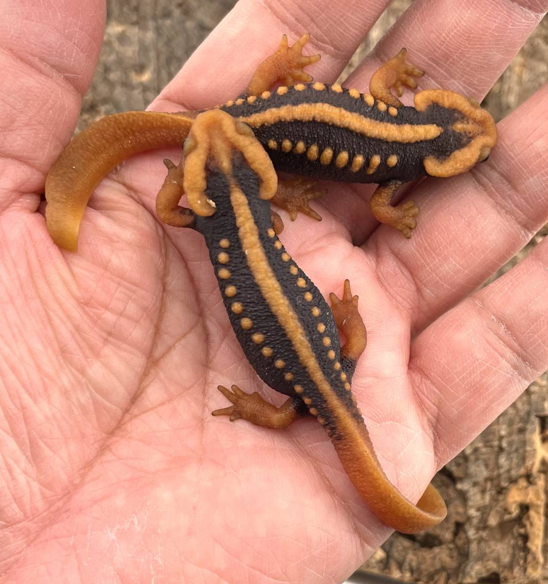 ミナミイボイモリ 2023CB 2匹セット（Tylototriton shanjing) -811 