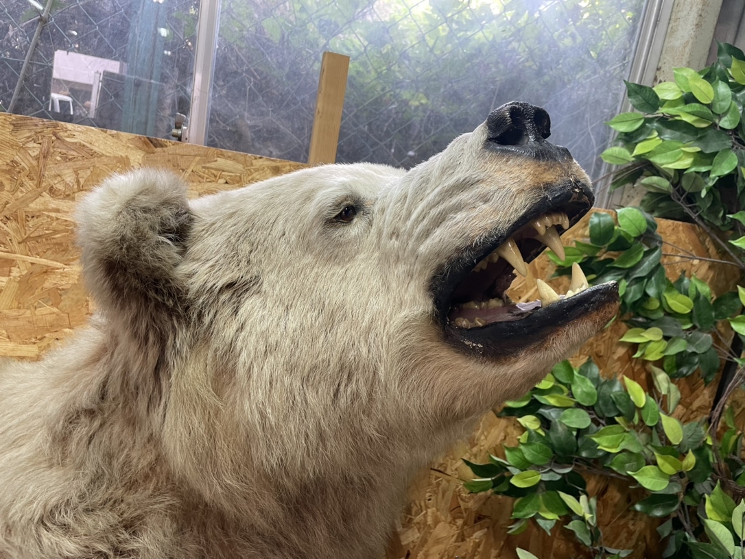 白熊剥製 シロクマ 剥製 全長約2020mm 高1230mm コレクション