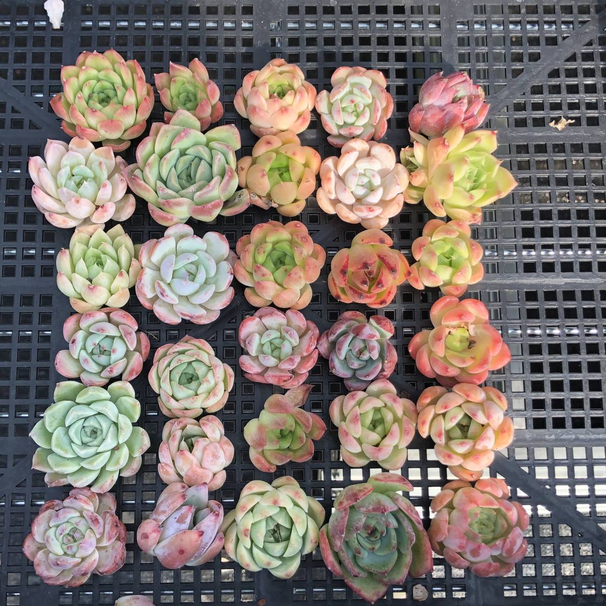 Top エケベリア30個 1004-OF08 多肉植物 カット 【公式通販】
