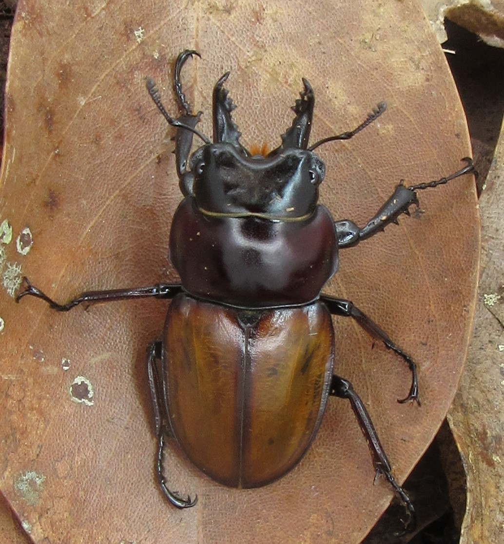 チャイロ マルバネ クワガタ 成虫 野底岳産 ♂34㎜ペア　今季ラスト出品