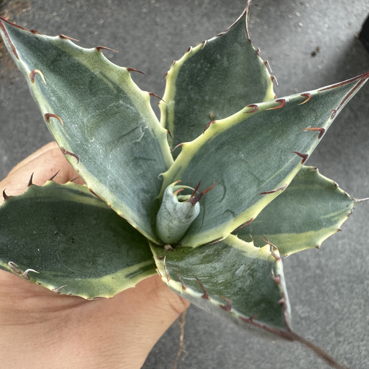 新作入荷，新作登場 F51 パンダ園芸 多肉植物 アガベパラサナ錦 頼光錦ファイヤーボール/台湾輸入(アガベ)｜売買されたオークション情報、yahooの商品情報をアーカイブ公開 - オークファン アガベ