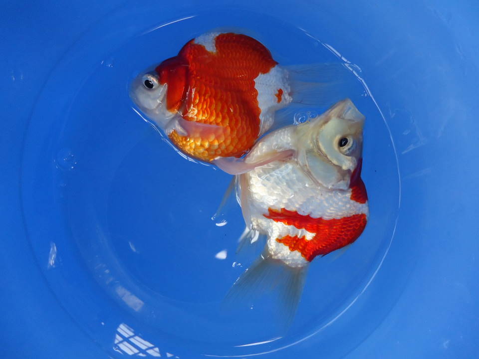 【低価，HOT】 玉サバ２匹 ２ ２０２２年宮崎薫養鯉場産 養魚場はんのじょう(金魚)｜売買されたオークション情報、yahooの商品情報をアーカイブ公開 - オークファン その他