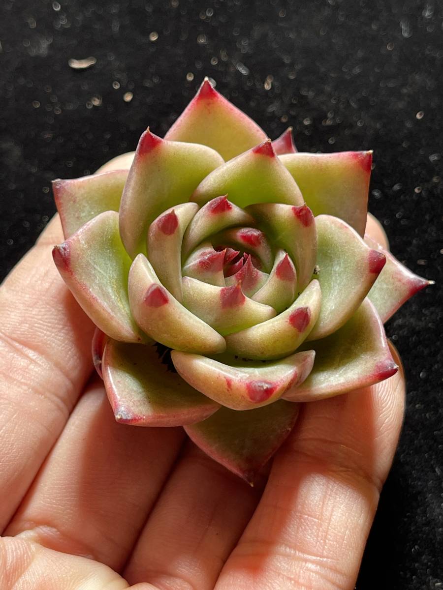 22株 G28-1　多肉植物 エケベリアブルードラゴン　超美苗 サボテン 観葉植物 花 園芸　レア種