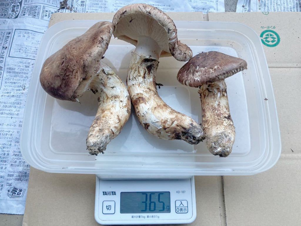 南信州産　天然松茸　446g 南信州産 天然松茸 446g 国産松茸】446g長野産の採れたてマツタケ