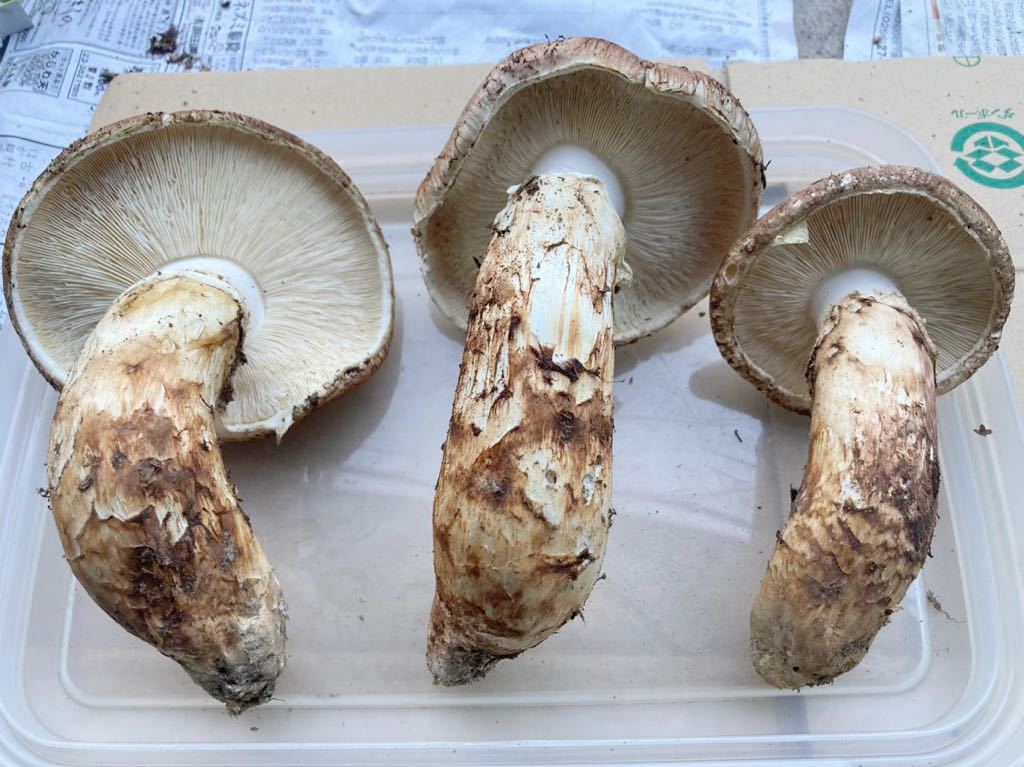 南信州産 天然松茸 446g 国産松茸】446g長野産の採れたてマツタケ