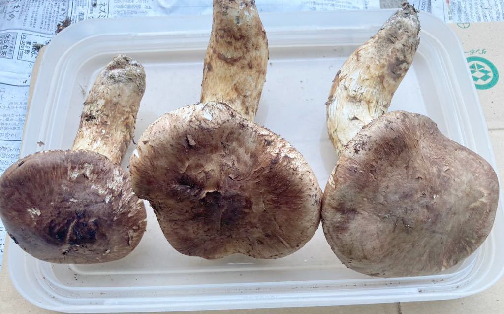 南信州産 天然松茸 446g 国産松茸】446g長野産の採れたてマツタケを南