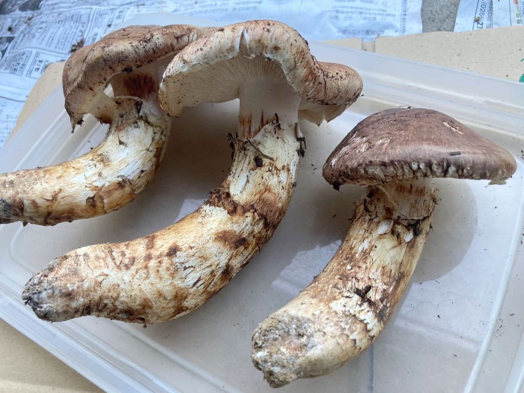 南信州産 天然松茸 446g 国産松茸】446g長野産の採れたてマツタケ