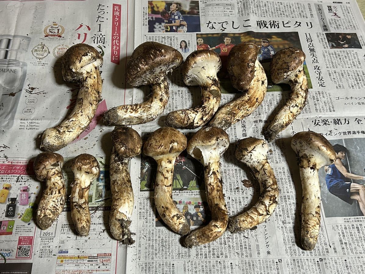 岩手県産 国産 松茸 マツタケ 926g 本日採取 10月11日 松茸岩手県産10