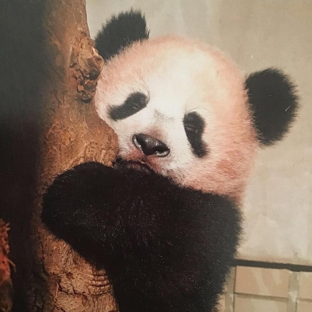 シャンシャン　ポストカード　付属品　上野動物園　歴代パンダ