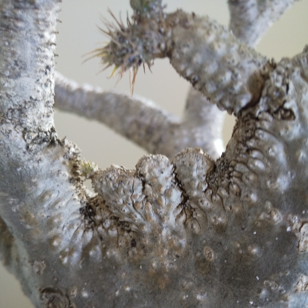 まんまる パキポディウム グラキリス 綴化