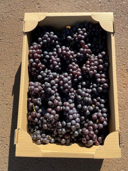 【送料無料】【訳あり】青森県津軽地方産ぶどう　スチューベン　１０キロ　ご家庭用