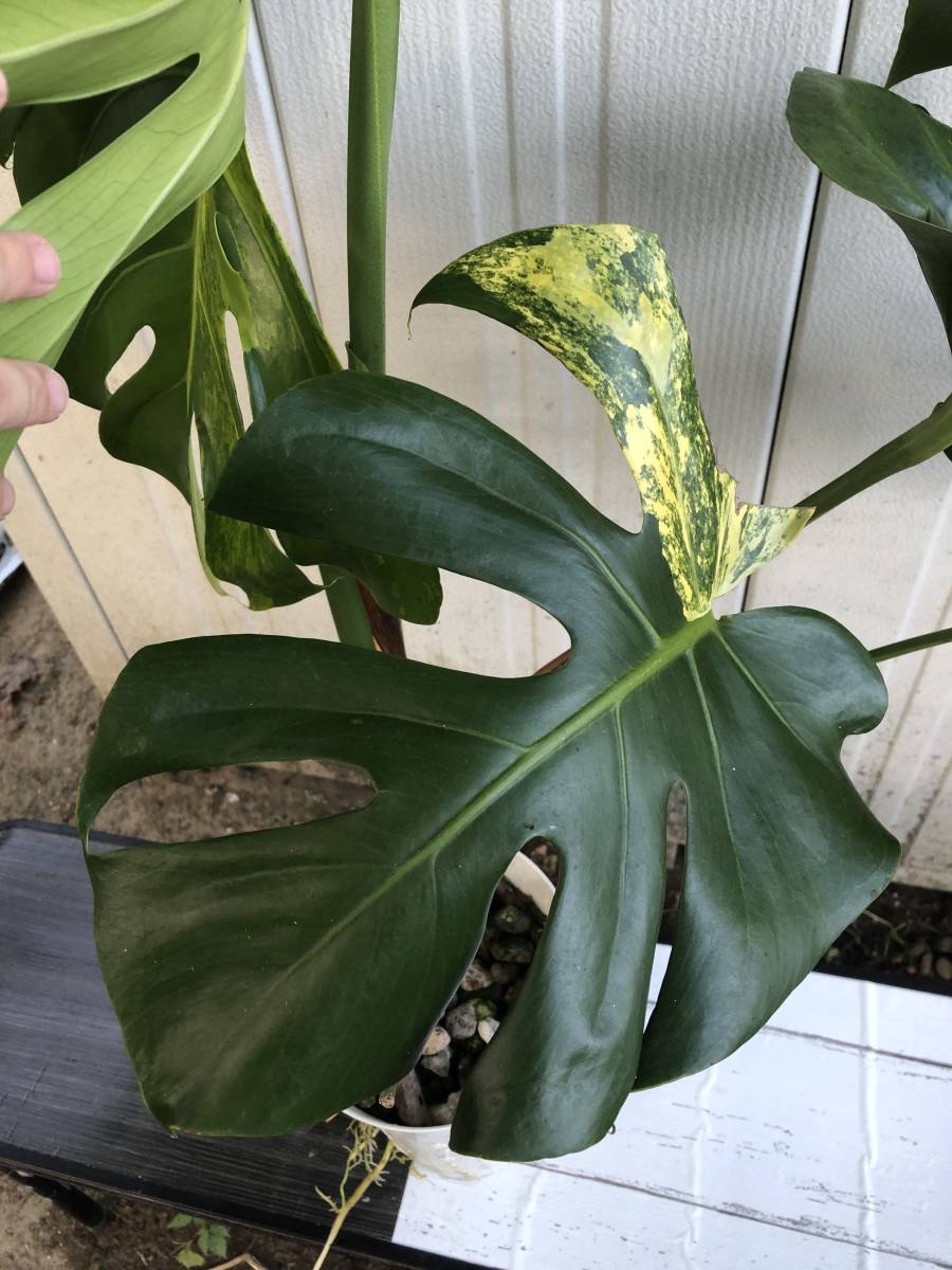 モンステラ44 斑入 黄斑 イエローマリリン デリシオーサ 葉付き発根