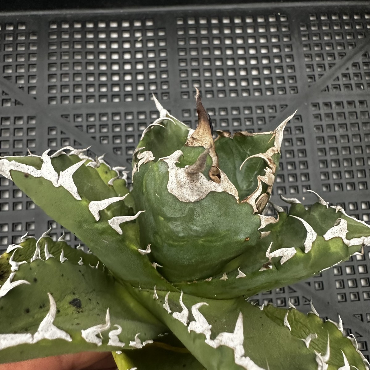 61D アガベ チタノタ オアハカ産オテロイ Oaxaca oteroi メキシコ