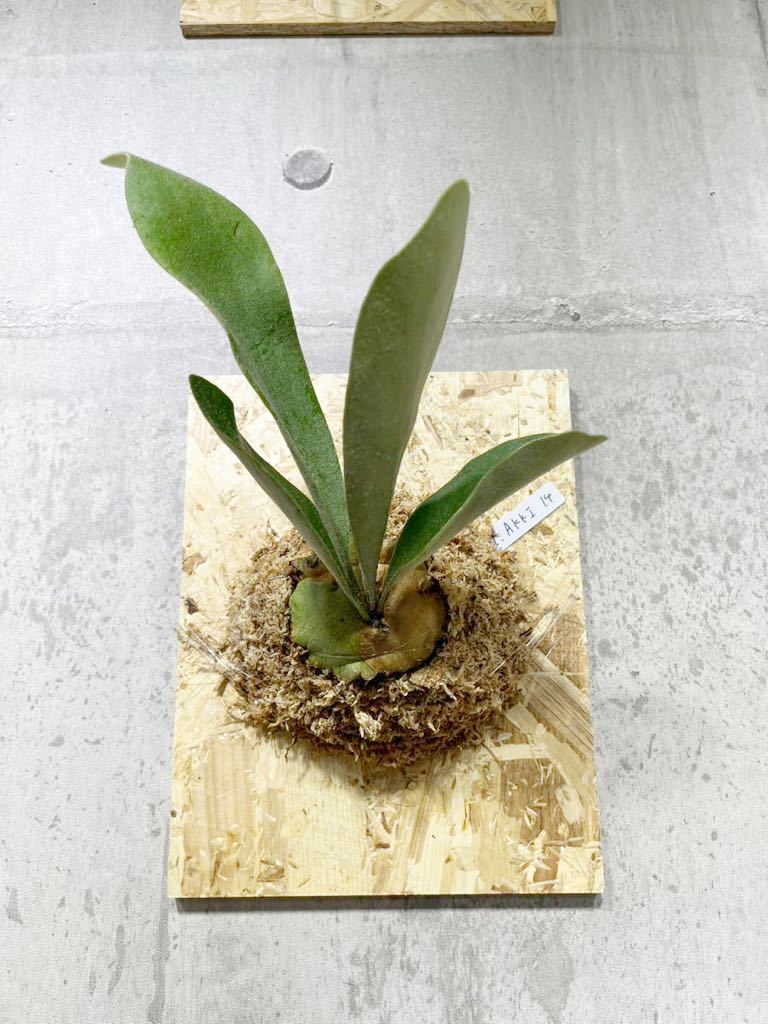 No.14 アッキー P.AKKI ビカクシダ コウモリラン観葉植物《eba Plants