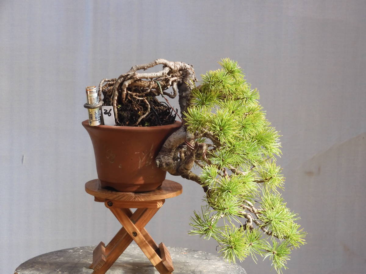 ◇Bon‐Bon◇「吾妻五葉松；懸崖・根上がり・上下２１㎝」　