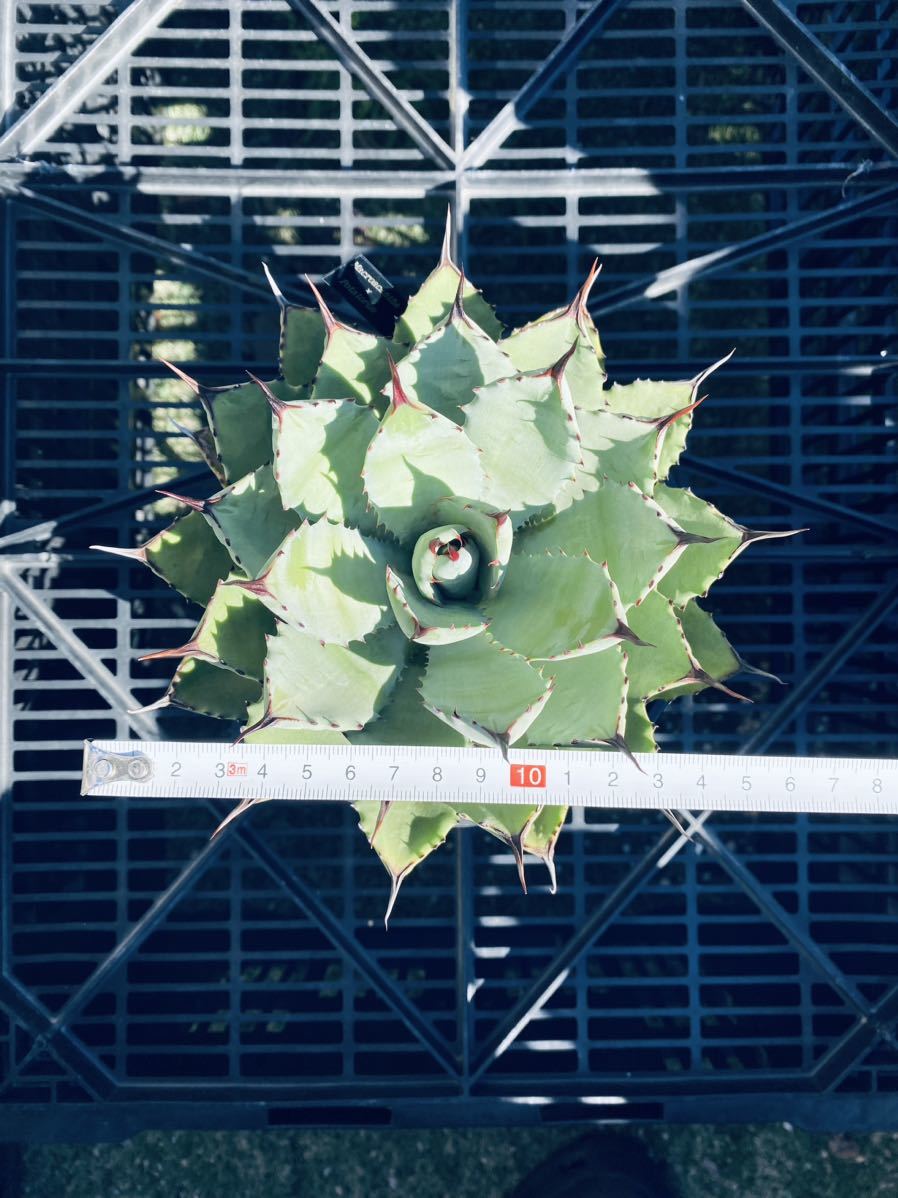 アガベ 八荒雷神 検)多肉植物 塊根植物 観葉植物 チタノタ シーザー