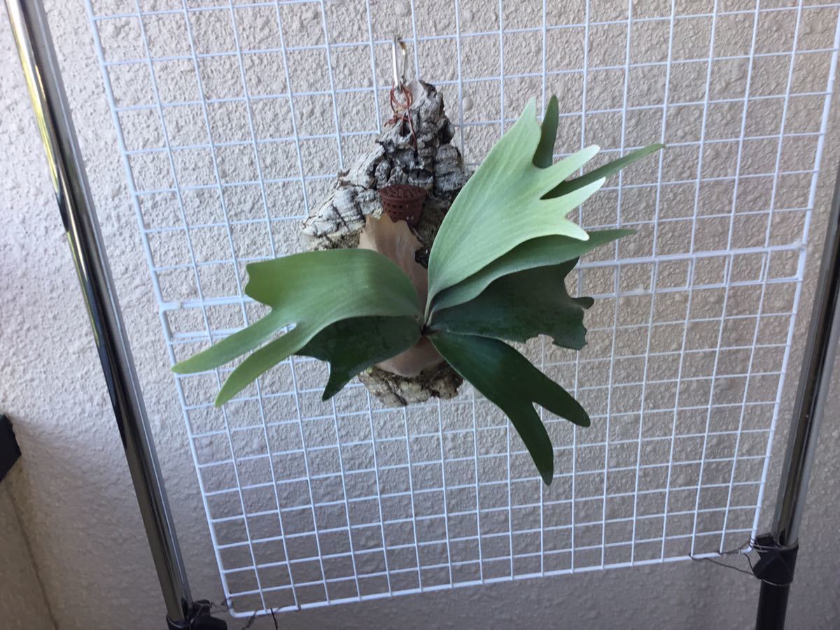 観葉植物 [現品]ビカクシダ 白ビフ（E-1） 子株4つ付き
