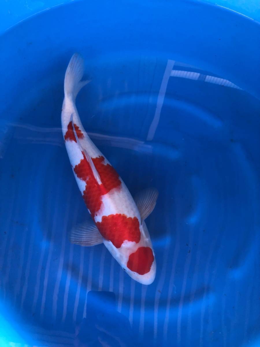 錦鯉 ２０２２年産。 明け2歳・約４８センチ。大日系紅白