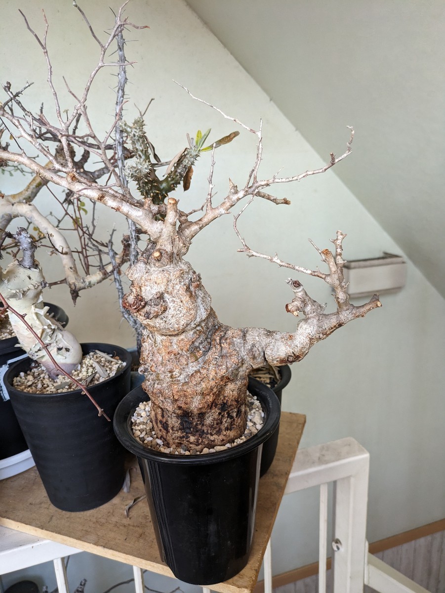 芽吹きあり！オペルクリカリア　バキプス