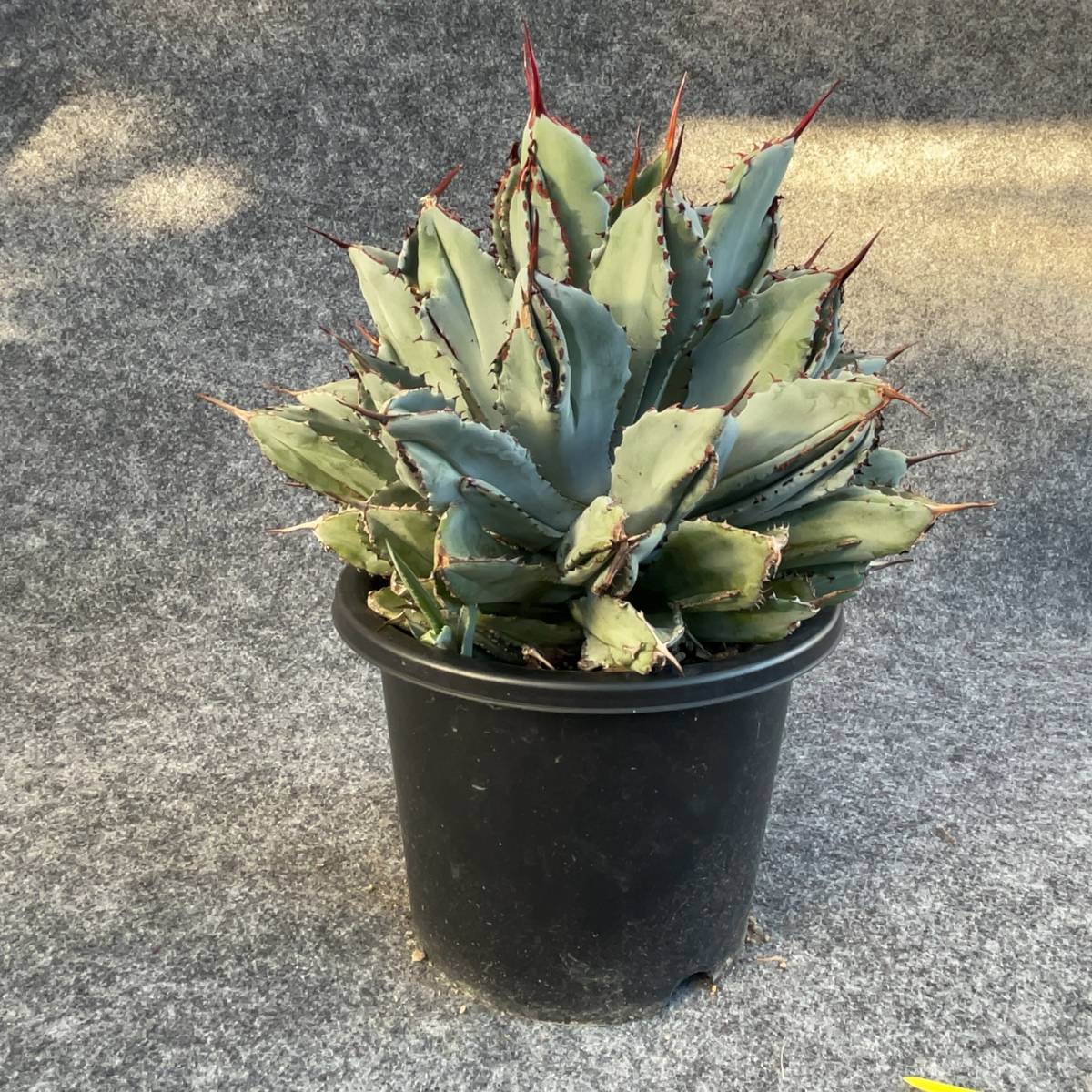 【鉢ごと発送】アガベ キュービック/ Agave potatorum 'Cubic'　6号鉢 33cm大株 / 23-10-6-08【現品】