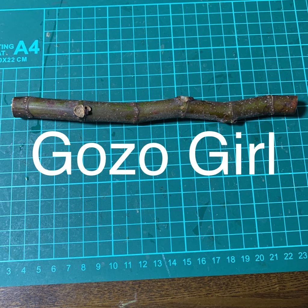 高品質，品質保証】 Gozo Girl穂木 いちじく穂木 イチジク穂木