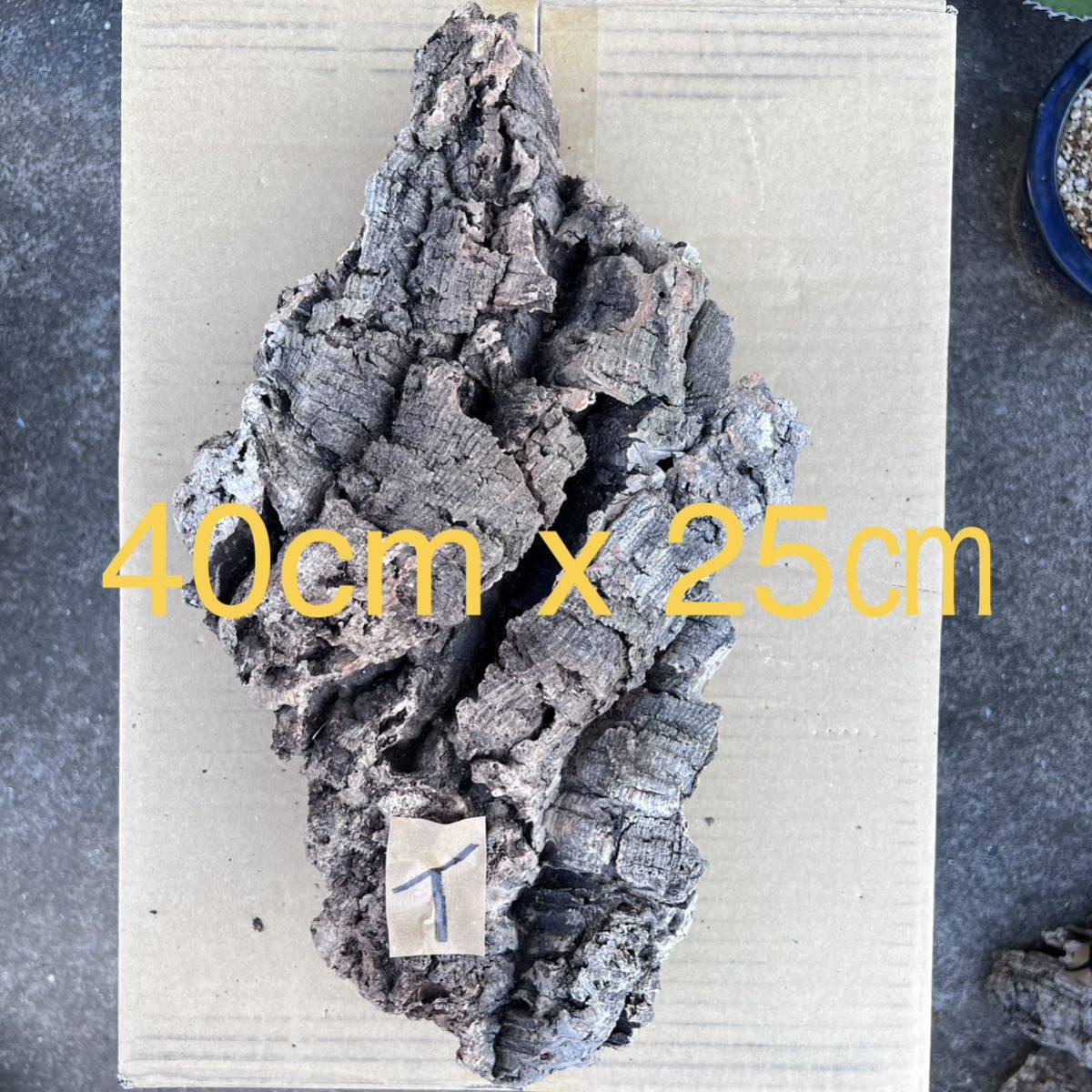 コルク樹皮 イ バージンコルク チランジア ビカクシダ　コウモリラン 