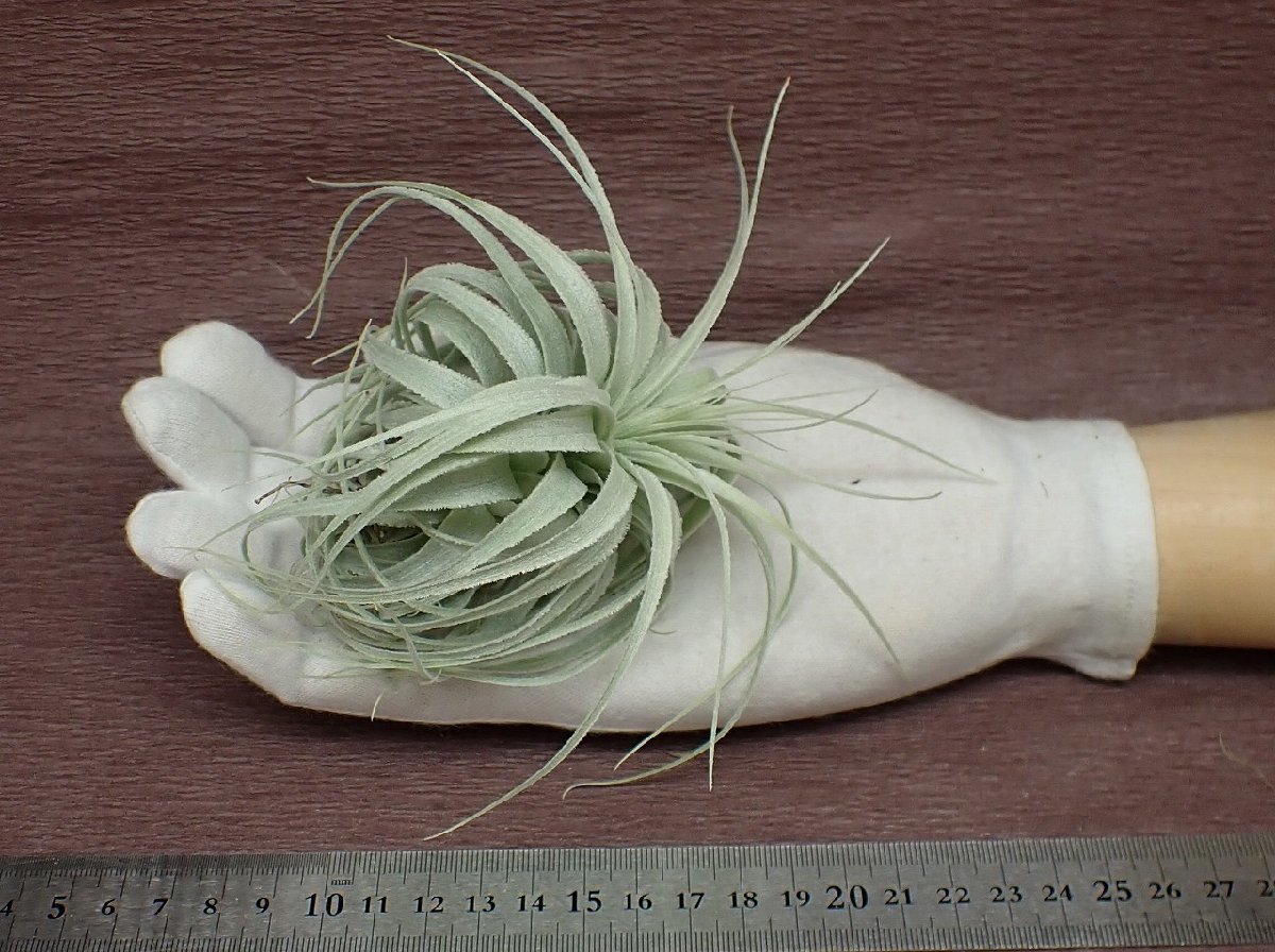 Tillandsia chapeuensis Chapeuensis turriformis PINEAPPLES