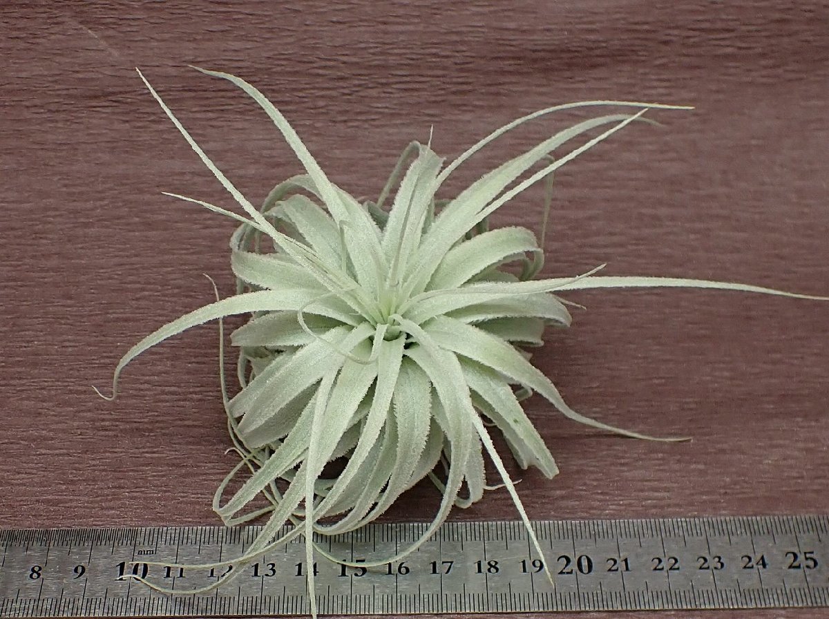 Tillandsia chapeuensis Chapeuensis turriformis PINEAPPLES