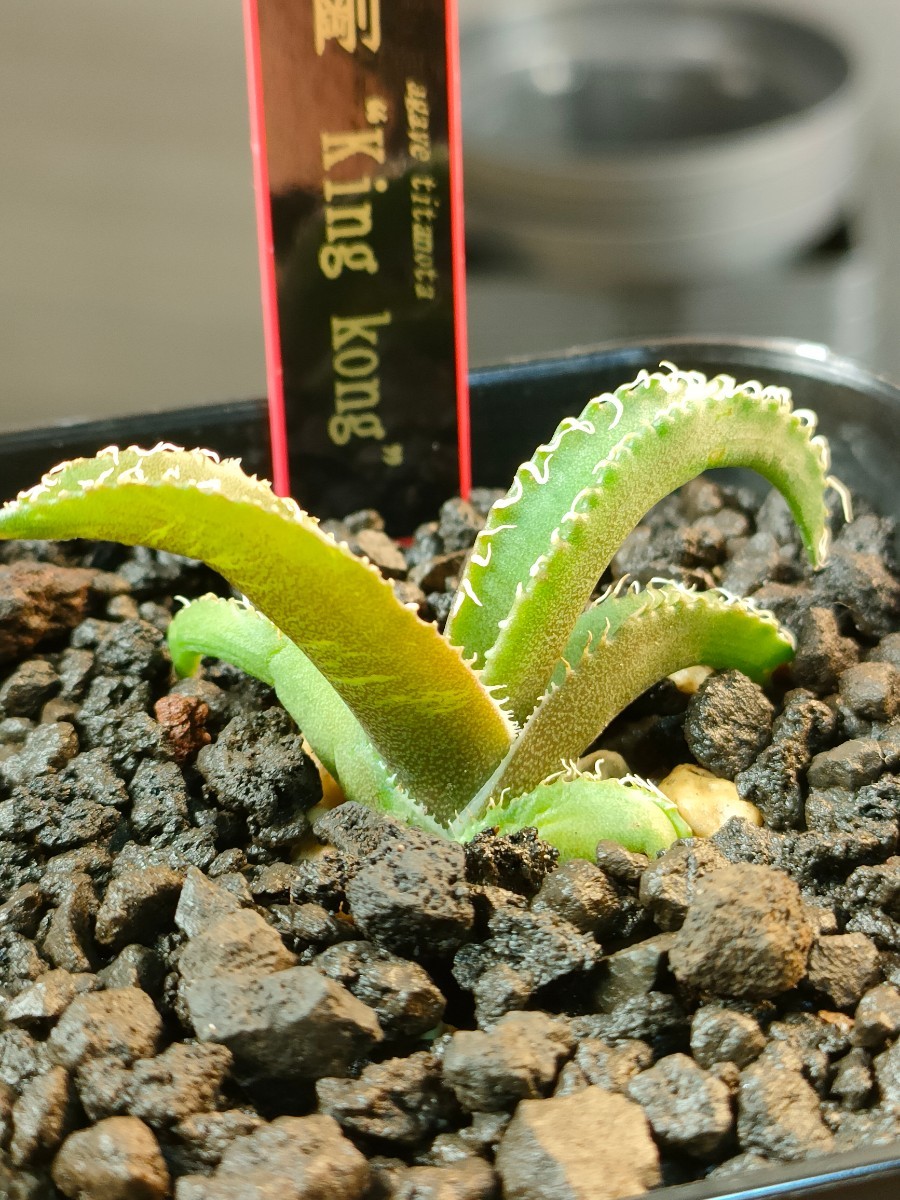 人気，100%新品】 【hiiro】② 発根済 アガベ 金剛 子株 agave