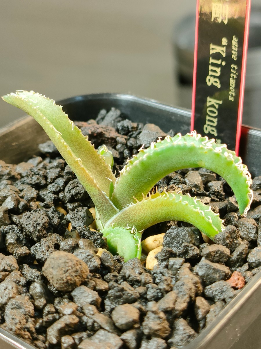 人気，100%新品】 【hiiro】② 発根済 アガベ 金剛 子株 agave