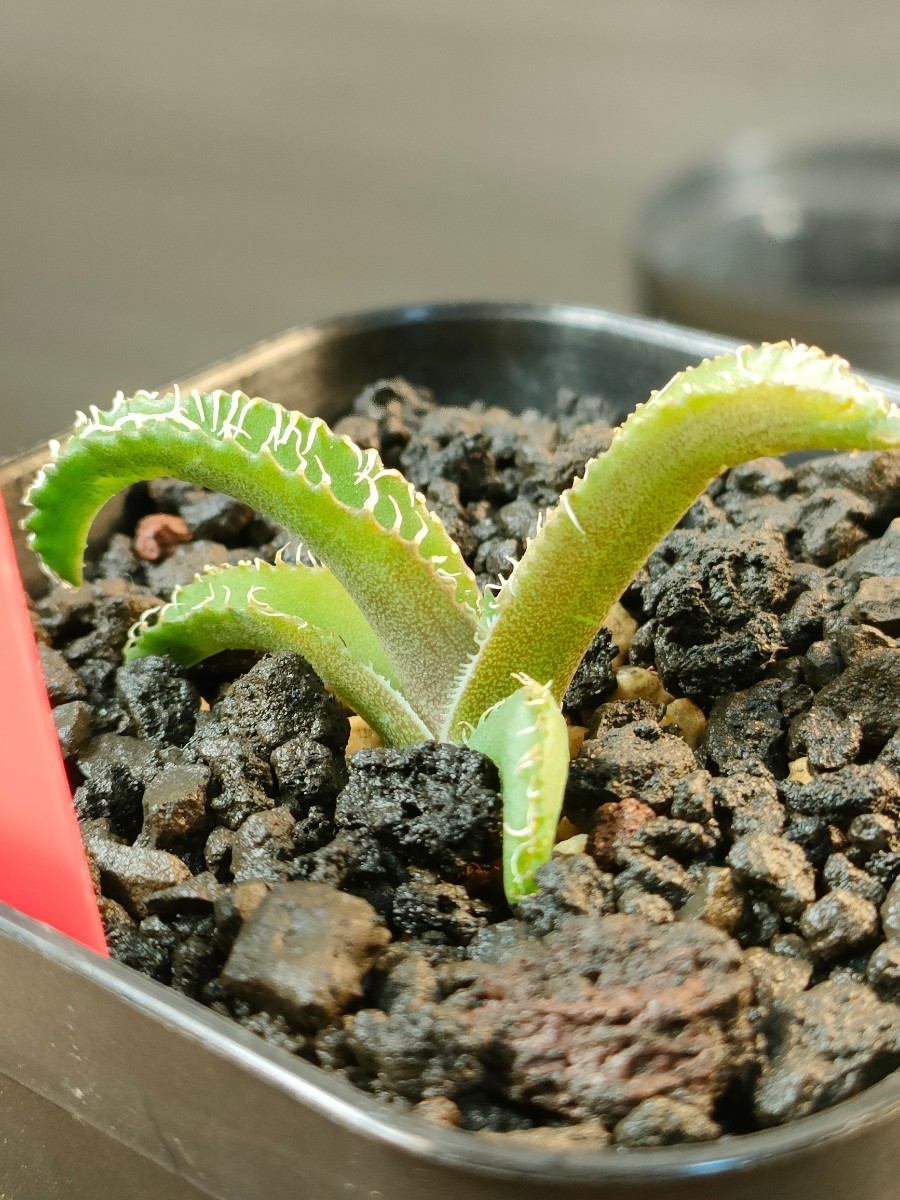 人気,100%新品】 【hiiro】② 発根済 アガベ 金剛 子株 agave 人気,100%新品】 【hiiro】② 発根済 アガベ 金剛 子株 agave
