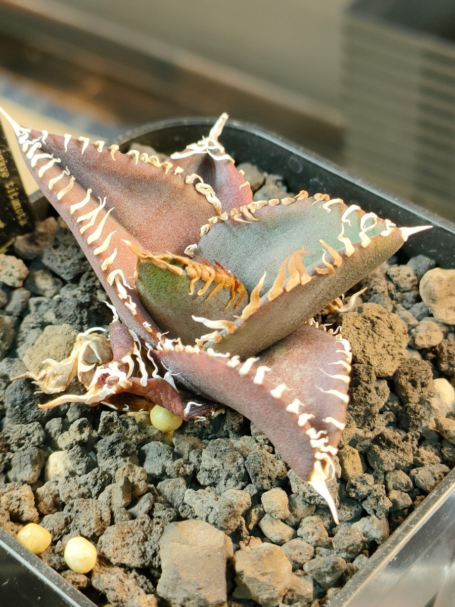 人気,100%新品】 【hiiro】② 発根済 アガベ 金剛 子株 agave 人気,100%新品】 【hiiro】② 発根済 アガベ 金剛 子株 agave