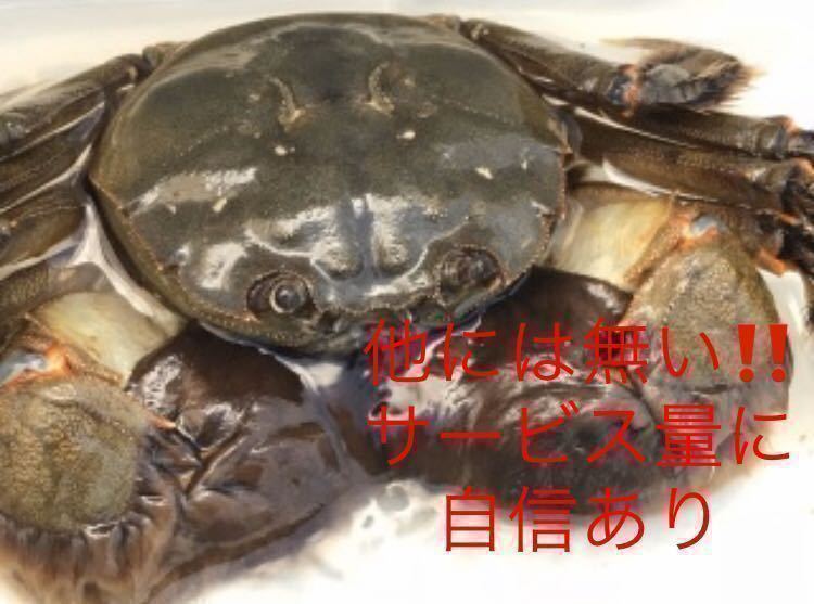 清流市川産モクズガニ 3kg +1kgサービス④