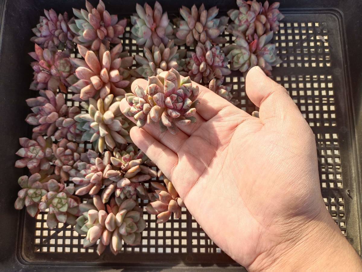 1114-fw212 ブラッドスワロー25個 ☆多肉植物　エケベリア　韓国 　 送料設定に変更があります、入札前に商品説明を確認してください。