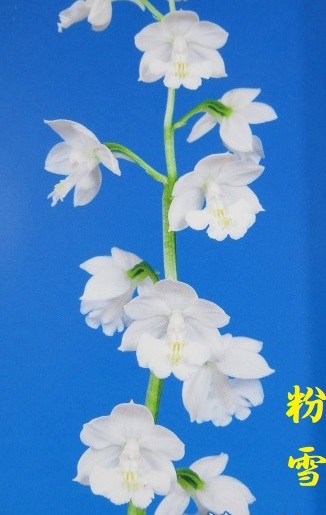 100えびね蘭　２１０　粉雪　花見込み　3倍体　山野草エビネラン