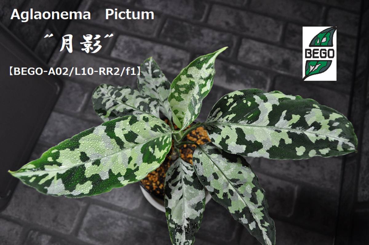 ☆BEGO-SELECT☆アグラオネマ オリジナル交配株 ”月影”☆Aglaonema