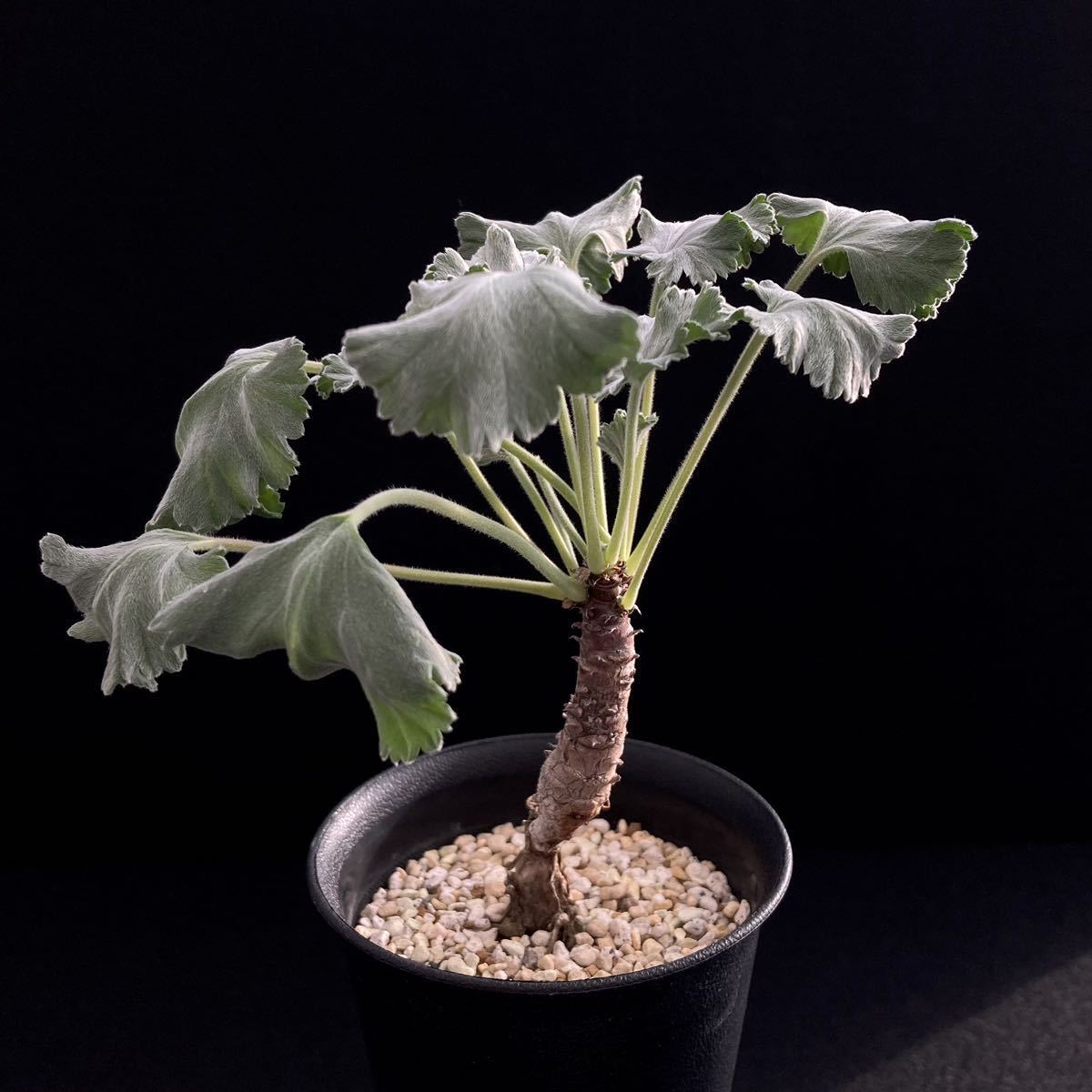 発根済みPelargonium mirabile ペラルゴニウム ミラビレ IPぺ