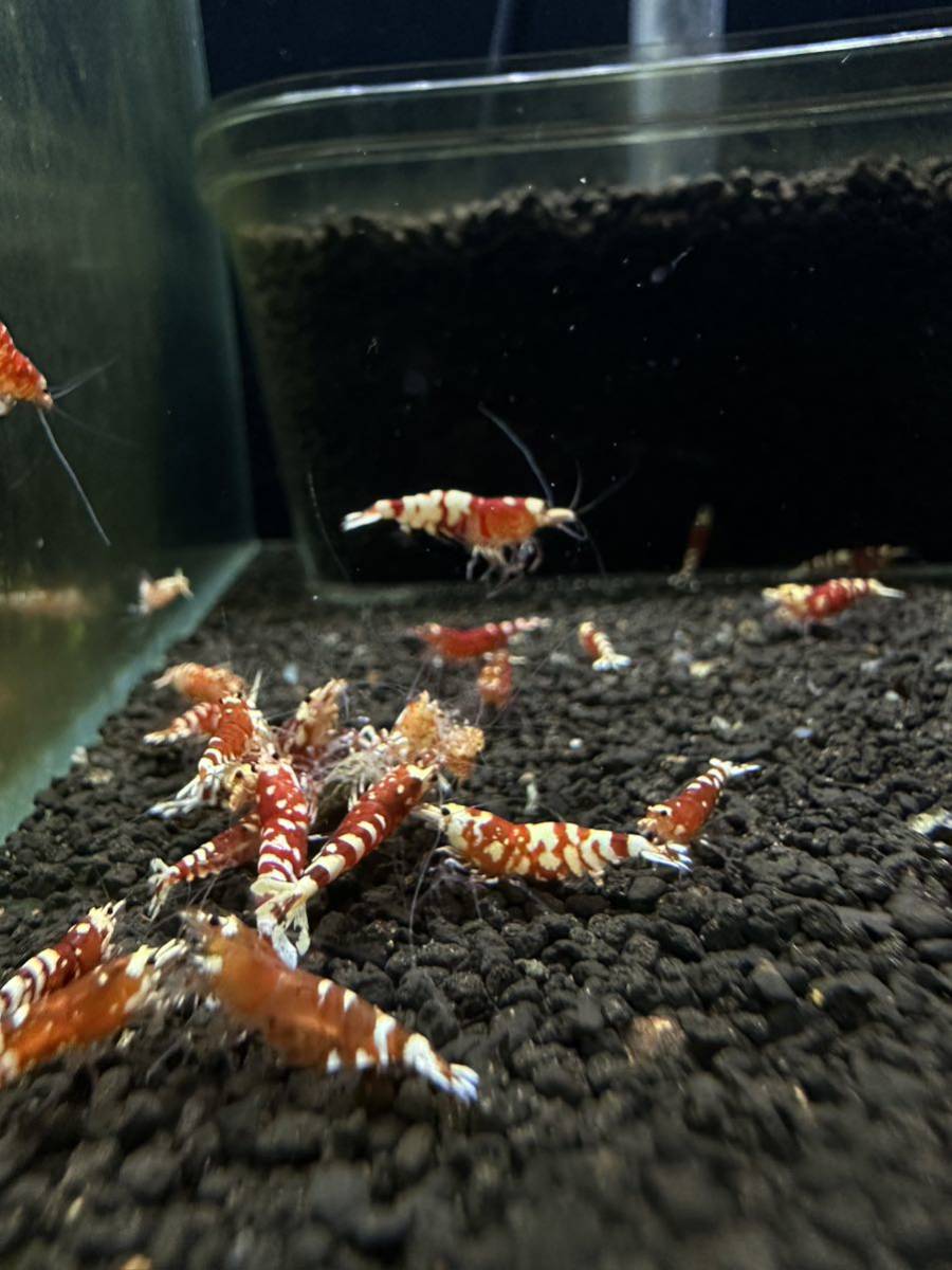 sawaebi タイガービー(太極) 約40匹